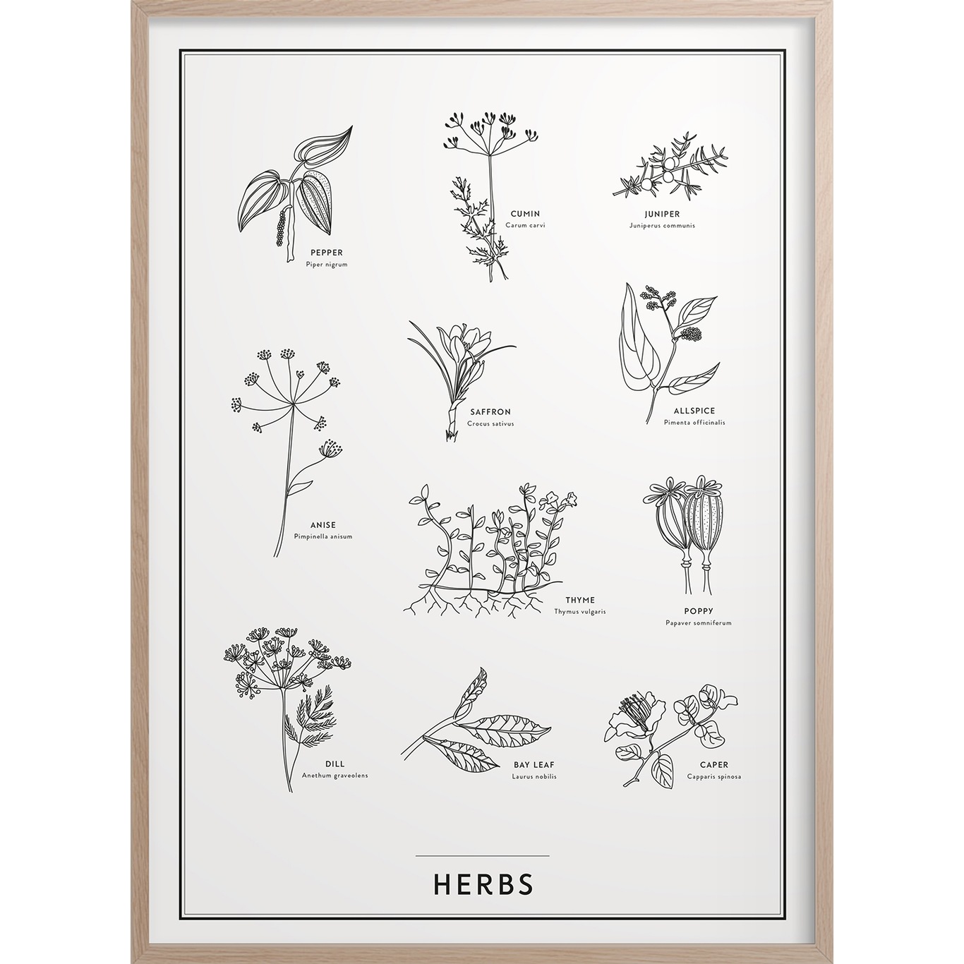 Herbs Poster 50x70 cm